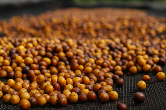 ¿Qué es el proceso honey en el café?